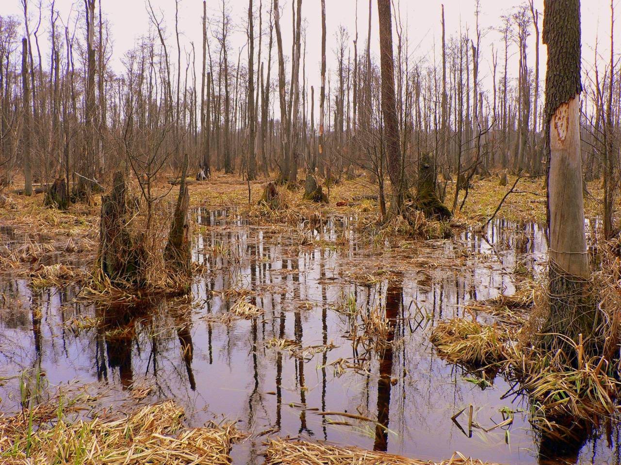 Puszcza Kampinoska — Mazowsze